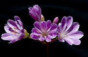 Lewisia cotyledon 2947